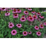 Purple Coneflower